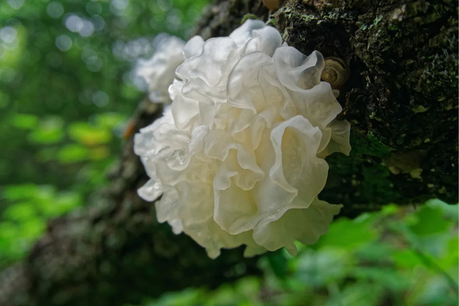 Transcendent Tuesdays: Why Natural?
